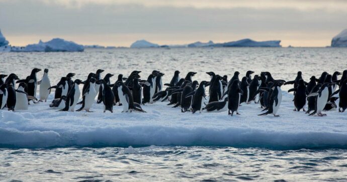 Pinguini imperatore a rischio: in Antartide il ghiaccio si scioglie prima che i pulcini crescano abbastanza da poter nuotare