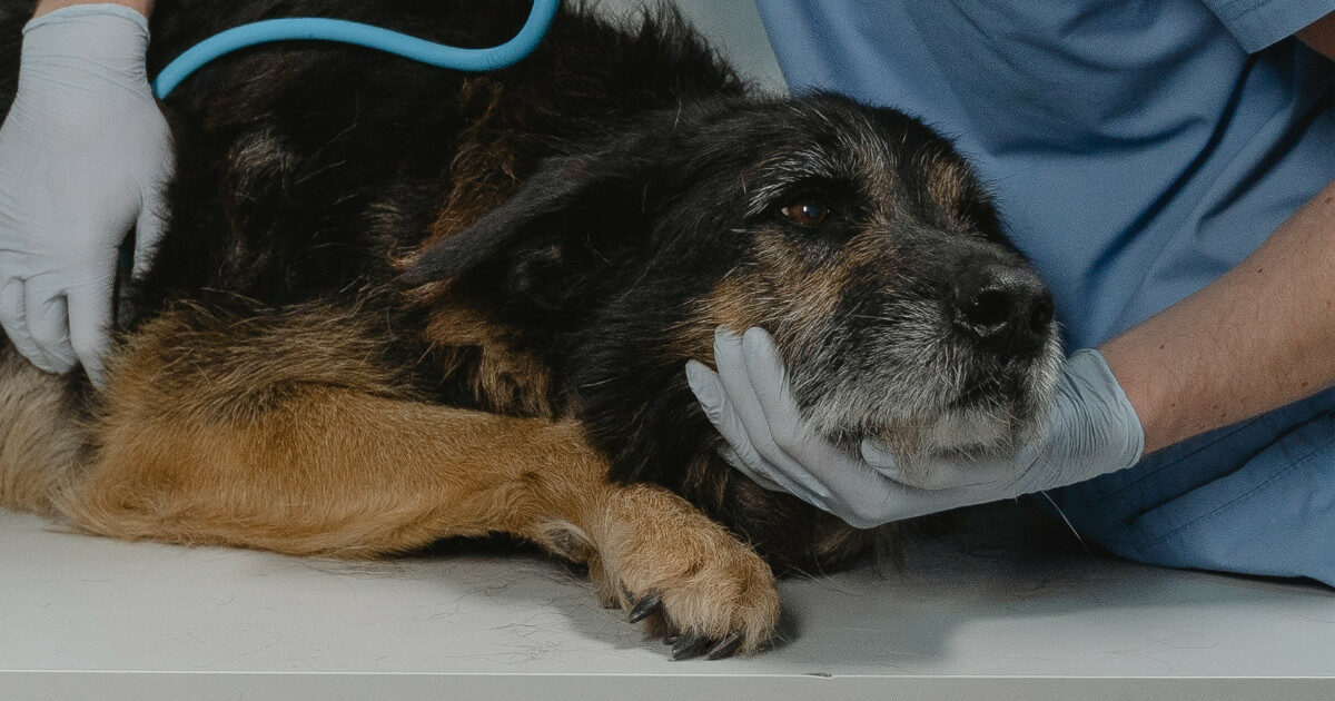 “Non posso più prendermi cura del mio cane anziano: sopprimiamolo”. Ma il veterinario si rifiuta