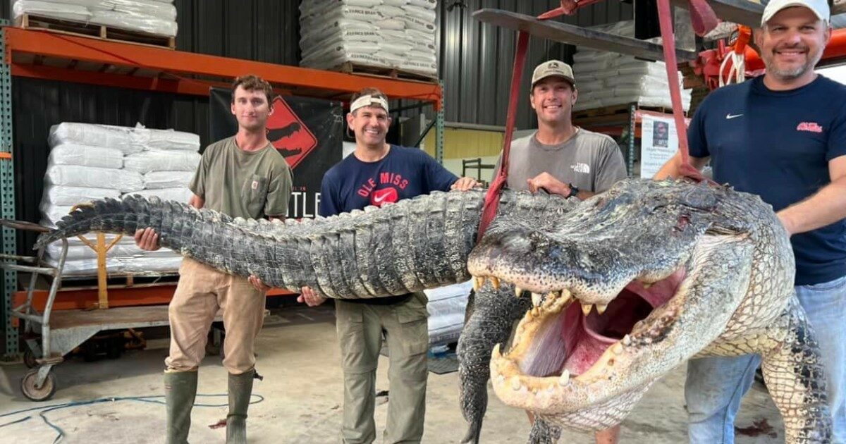 Catturato un coccodrillo gigante da record: lungo oltre 4 metri, pesa più di 350 chili. “E’ stato un pandemonio, era il caos”