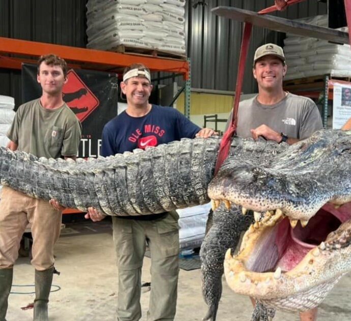 Catturato un coccodrillo gigante da record: lungo oltre 4 metri, pesa più di 350 chili. “E’ stato un pandemonio, era il caos”