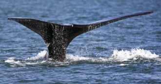 Copertina di “Nutrirci di pesce crudo ci ha salvato”: una coppia sopravvive per 66 giorni nell’Oceano Pacifico dopo un attacco delle balene. La storia dei coniugi Butler