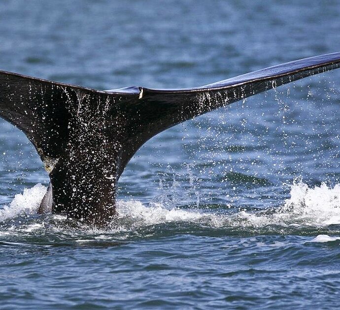 “Nutrirci di pesce crudo ci ha salvato”: una coppia sopravvive per 66 giorni nell’Oceano Pacifico dopo un attacco delle balene. La storia dei coniugi Butler