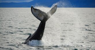 Copertina di Riprende la caccia alle balene in Islanda, ma nel 2022 era stato annunciato lo stop