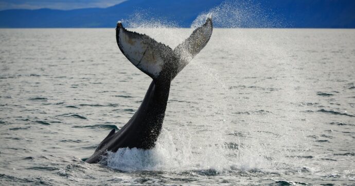 Riprende la caccia alle balene in Islanda, ma nel 2022 era stato annunciato lo stop