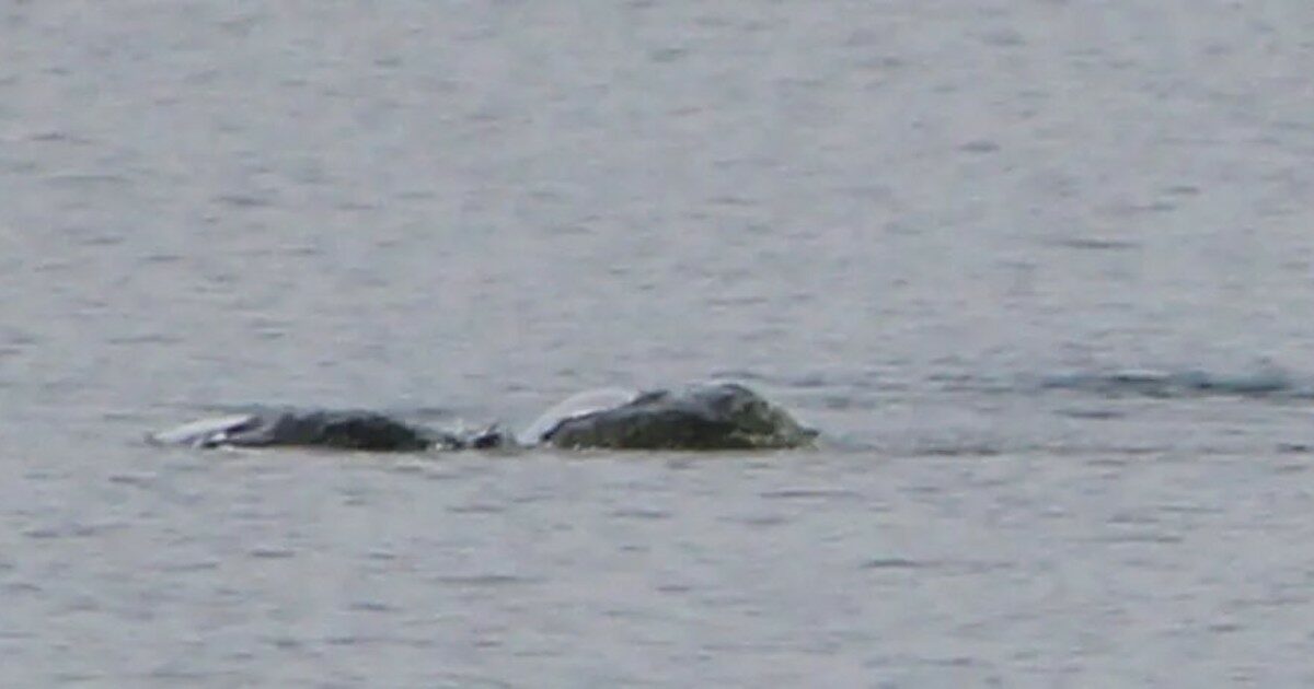 Le immagini inedite del mostro di Loch Ness: “Stavo scattando foto quando ho visto questa creatura che si muoveva”