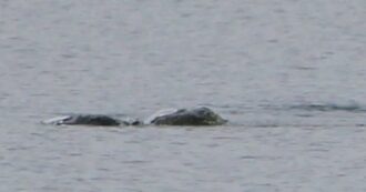 Copertina di Le immagini inedite del mostro di Loch Ness: “Stavo scattando foto quando ho visto questa creatura che si muoveva”