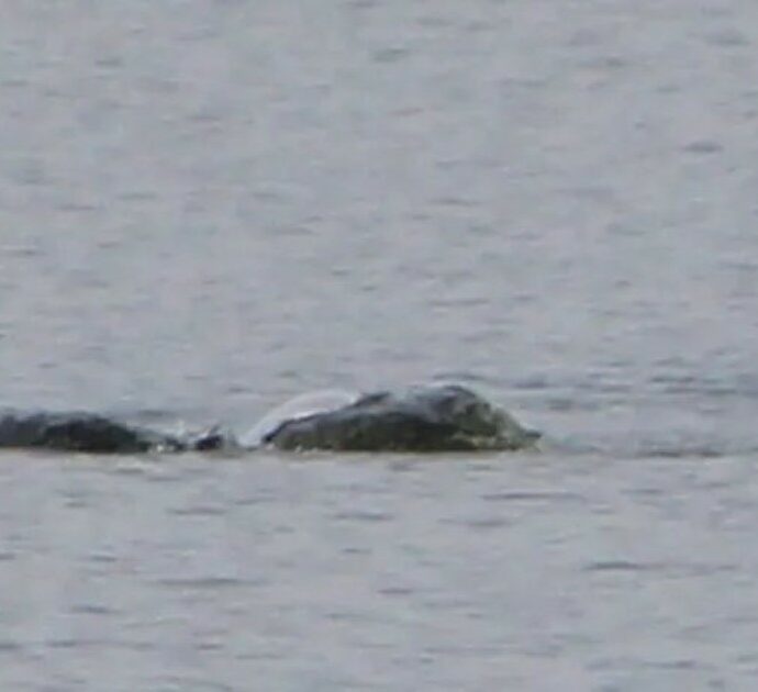 Le immagini inedite del mostro di Loch Ness: “Stavo scattando foto quando ho visto questa creatura che si muoveva”