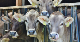 Copertina di Aviaria, l’Oms: “Il paziente negli Usa potrebbe essere stato infettato direttamente dalle mucche”