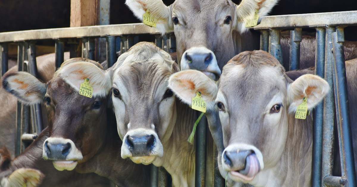 Avian flu, WHO: “Patient in US may have been directly infected by cows”