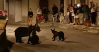 Copertina di Abruzzo, fallito il primo tentativo di catturare (e salvare) i cuccioli di Amarena: “Troppi curiosi in giro”