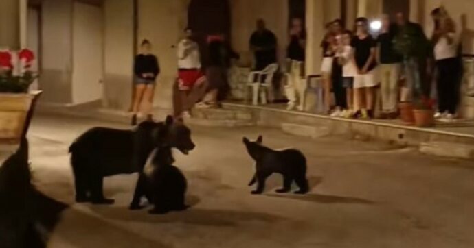 Abruzzo, fallito il primo tentativo di catturare (e salvare) i cuccioli di Amarena: “Troppi curiosi in giro”