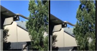 Copertina di Esce in giardino e si ritrova un pitone di 6 metri sopra la testa: la scena choc immortalata in un video