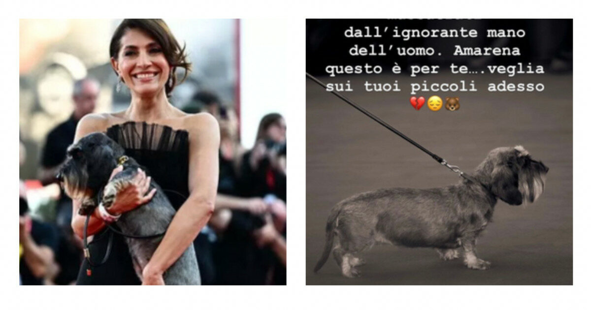 Caterina Murino sfila con il bassotto Sole ricorda l’orsa uccisa: “Per tutti gli animali massacrati. Per te Amarena, veglia sui tuoi piccoli adesso”