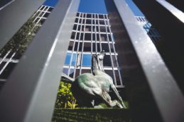 Copertina di Rai, l’idea dem di legge unitaria irrita i 5s: “Prima gli Stati generali”