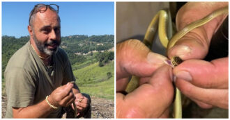 Copertina di Roma, serpente entra in villa e si nasconde tra i vestiti. L’esperto che lo ha catturato: “Mi ha morso, ma ora l’incubo è finito. Ecco a cosa fare attenzione”