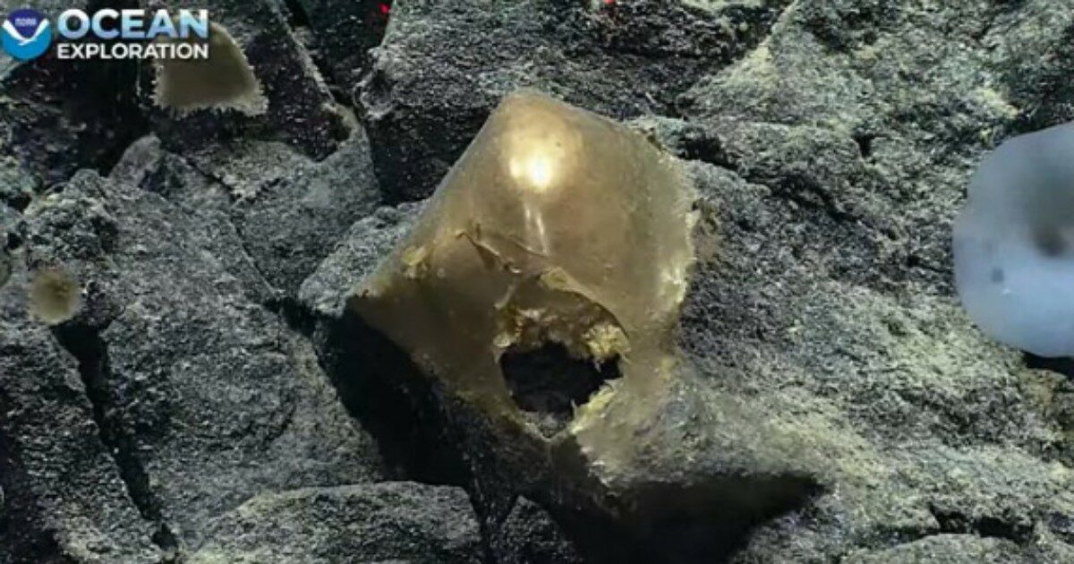 Trovato uno “spaventoso uovo d’oro” sul fondo dell’Oceano Pacifico: ecco di che cosa si tratta