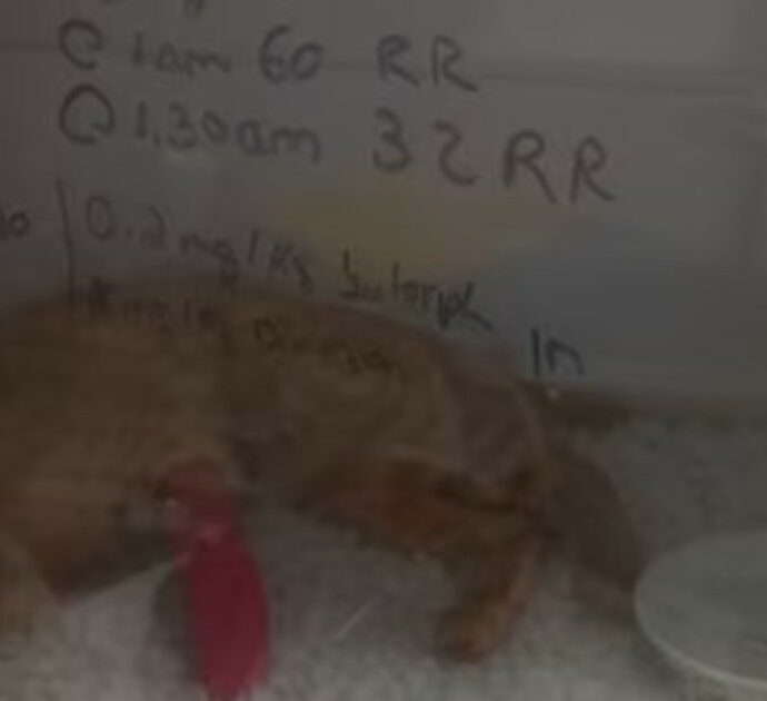 Parolacce sull’incubatrice del gatto morente. La proprietaria contro la clinica veterinaria: “Hanno abusato di lui”