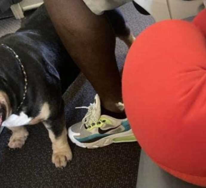 Il cane sbava e soffre di flatulenza in aereo, i vicini di posto chiedono il rimborso: “Odore pestilenziale”