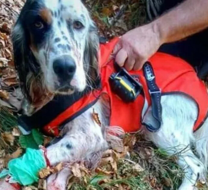 Cane precipita per 30 metri nel “Buco del Toro”: trovato vivo dopo due ore
