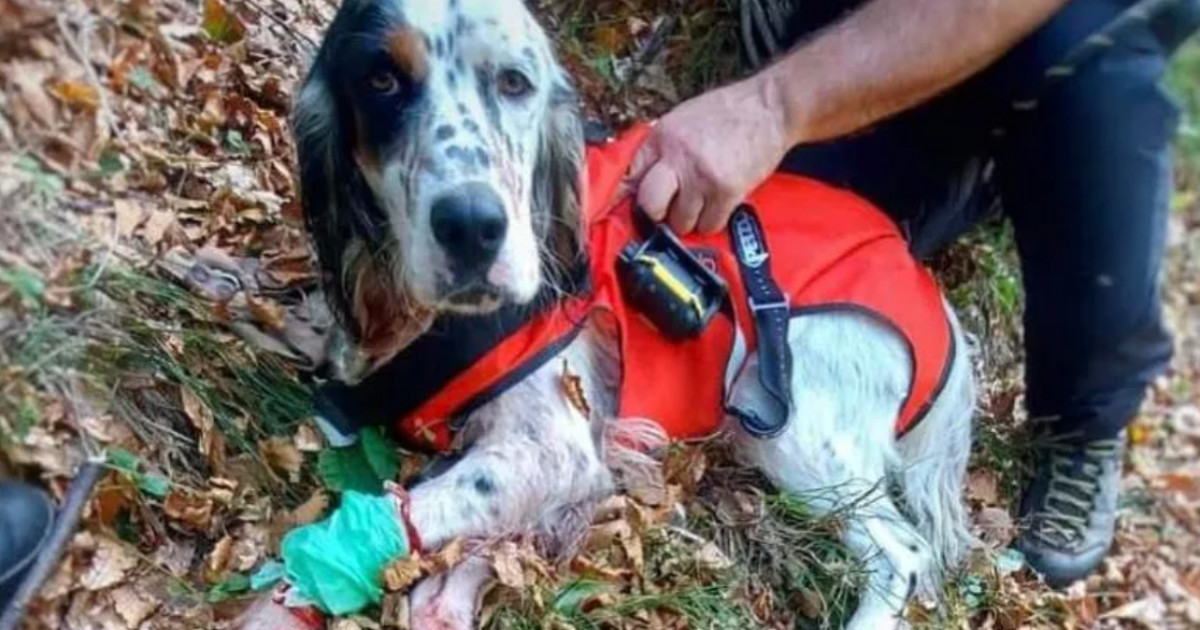 Cazzano, il cane pastore Lampo campione ai Piani dell'Avaro -   notizie!