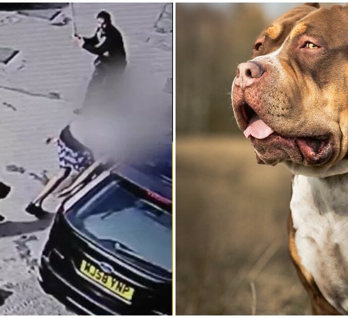 “E’ un cane letale, troppe aggressioni mortali”: il Regno Unito mette al bando i cani American Bully