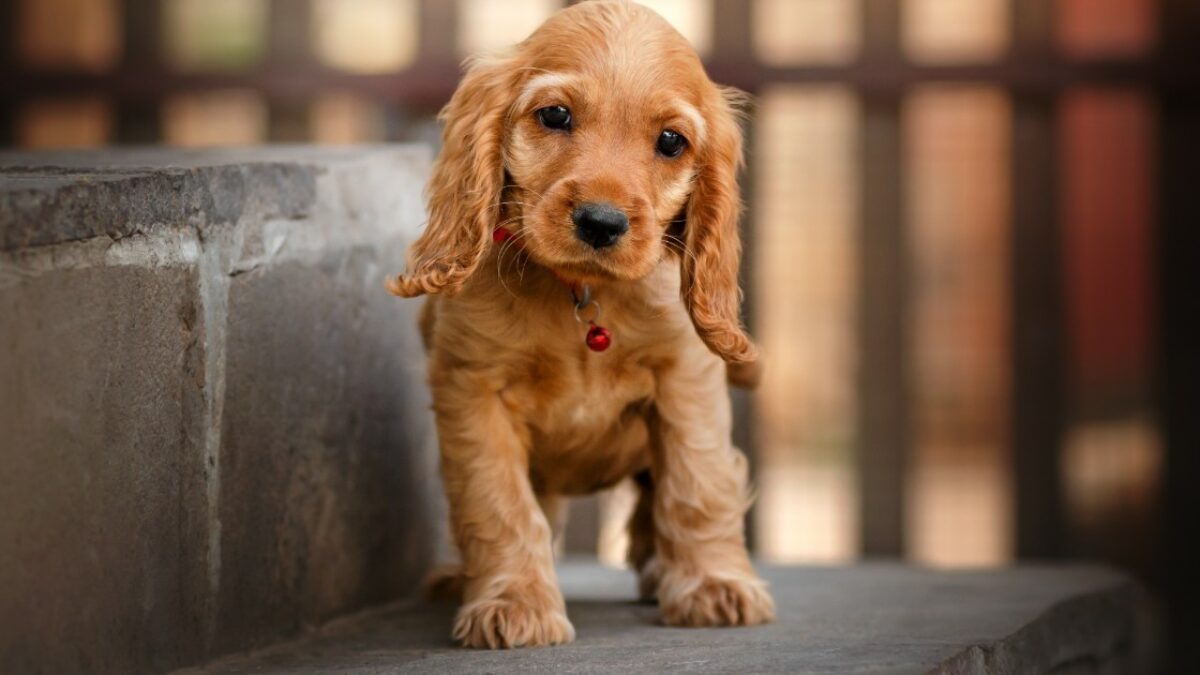 Il tuo cane ti sta “parlando” con gli occhi (e forse non te ne sei mai accorto). Ecco i risultati sorprendenti degli studi dell’Università di Parma