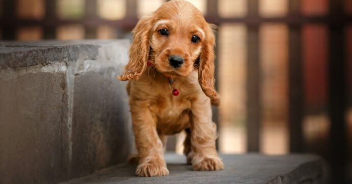 Botti di Capodanno, un cane morto a Firenze: ha ceduto il cuore. Rischi per gli animali: i consigli dei veterinari