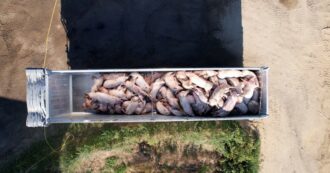 Copertina di Peste suina, migliaia di maiali abbattuti con crudeltà e rischi di contaminazione – Le immagini con drone di Essere animali
