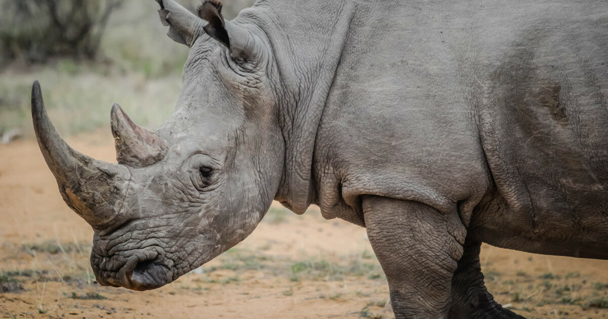 Tragedia allo zoo: rinoceronte uccide una guardiana, “l’ha calpestata a morte”