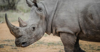 Copertina di Tragedia allo zoo: rinoceronte uccide una guardiana, “l’ha calpestata a morte”
