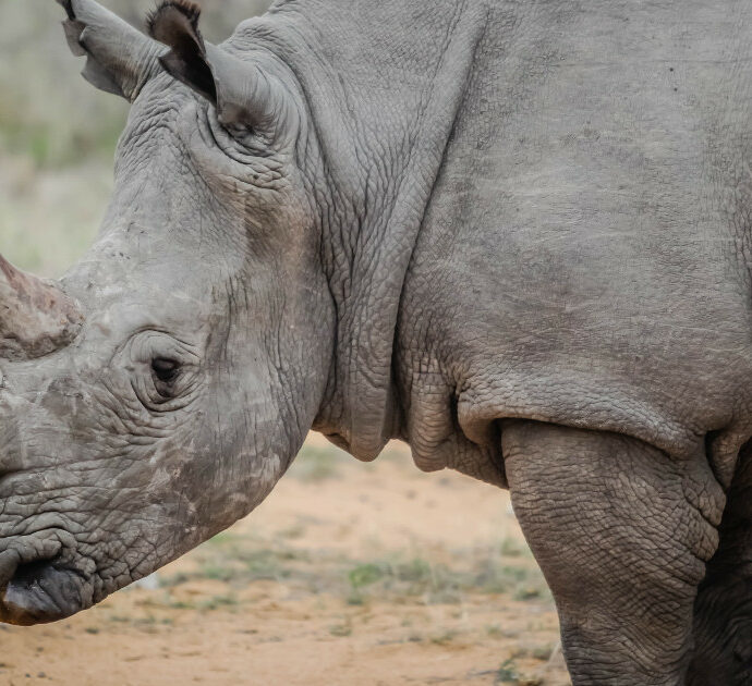 Tragedia allo zoo: rinoceronte uccide una guardiana, “l’ha calpestata a morte”