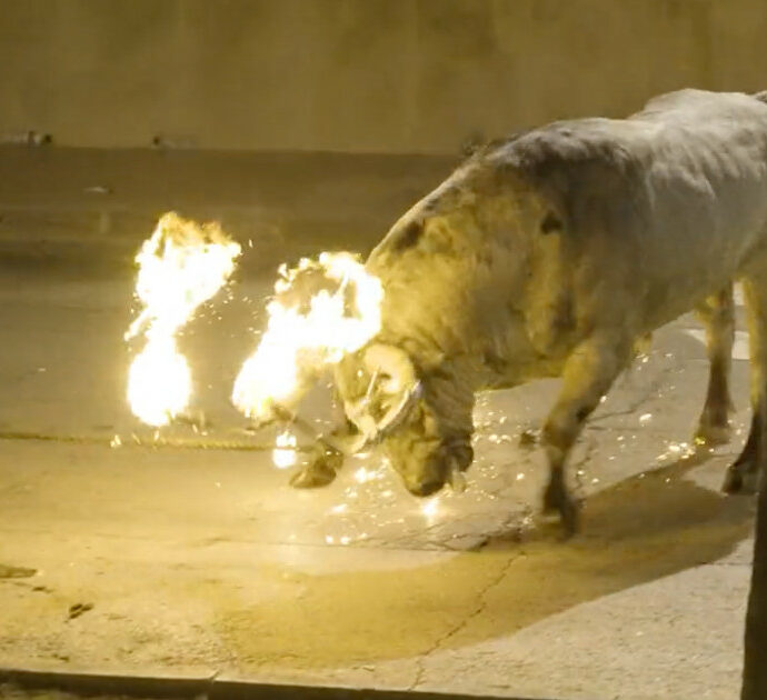 Danno fuoco alle corna del toro, l’animale si dimena terrorizzato e gli animalisti insorgono: “Vergogna”