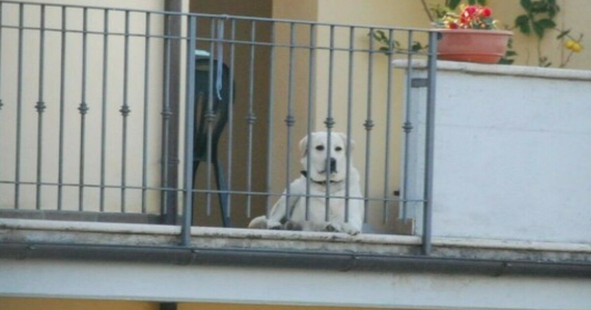 Cane lasciato per ore solo in terrazzo prova a fuggire ma muore impiccato. Denunciata la proprietaria