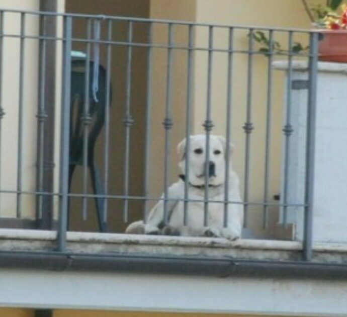 Cane lasciato per ore solo in terrazzo prova a fuggire ma muore impiccato. Denunciata la proprietaria