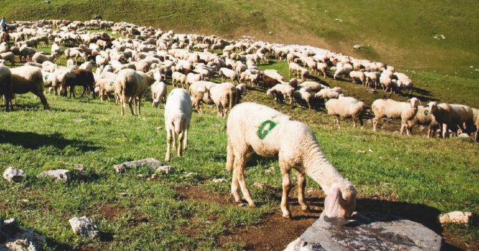 Copertina di Quei prati insidiati dagli speculatori e dalle truffe all’Ue