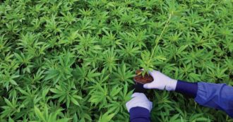 Copertina di Manovra, Avs propone un reddito di base universale finanziato con la patrimoniale e il monopolio pubblico sulla cannabis: bocciato