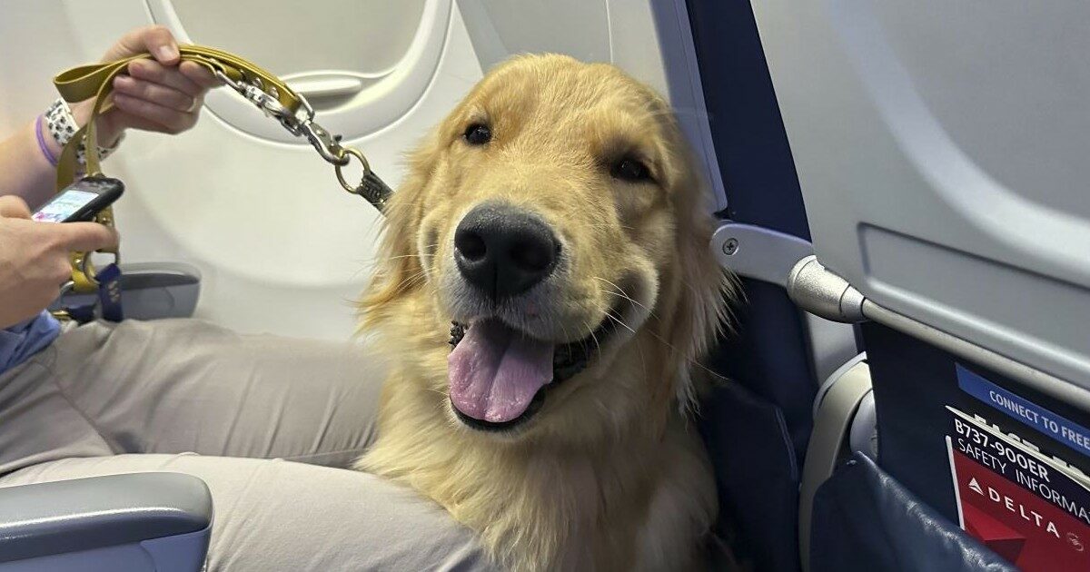 Passeggero indispettito dalla presenza di un cane in aereo: “Non capisco perché non puoi lasciarlo a casa”, ecco la risposta