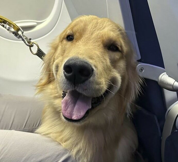 Passeggero indispettito dalla presenza di un cane in aereo: “Non capisco perché non puoi lasciarlo a casa”, ecco la risposta