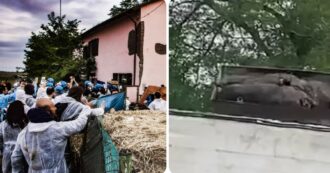Copertina di Peste suina, abbattuti 9 maiali dopo lo sgombero di un rifugio nel Pavese. Tensione con la polizia: 3 attivisti medicati