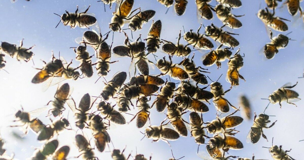 Agricoltore sposta un vecchio sacco di terriccio: la migliaia di api nascoste sotto lo aggrediscono e lo uccidono