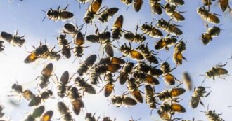 Copertina di Agricoltore sposta un vecchio sacco di terriccio: la migliaia di api nascoste sotto lo aggrediscono e lo uccidono