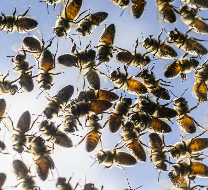 Agricoltore sposta un vecchio sacco di terriccio: la migliaia di api nascoste sotto lo aggrediscono e lo uccidono