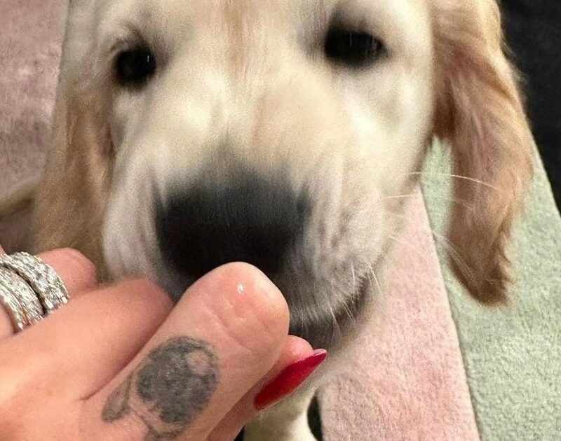 Chiara Ferragni presenta sui social la nuova arrivata in casa: la cagnolina Paloma (ma non mancano le critiche)