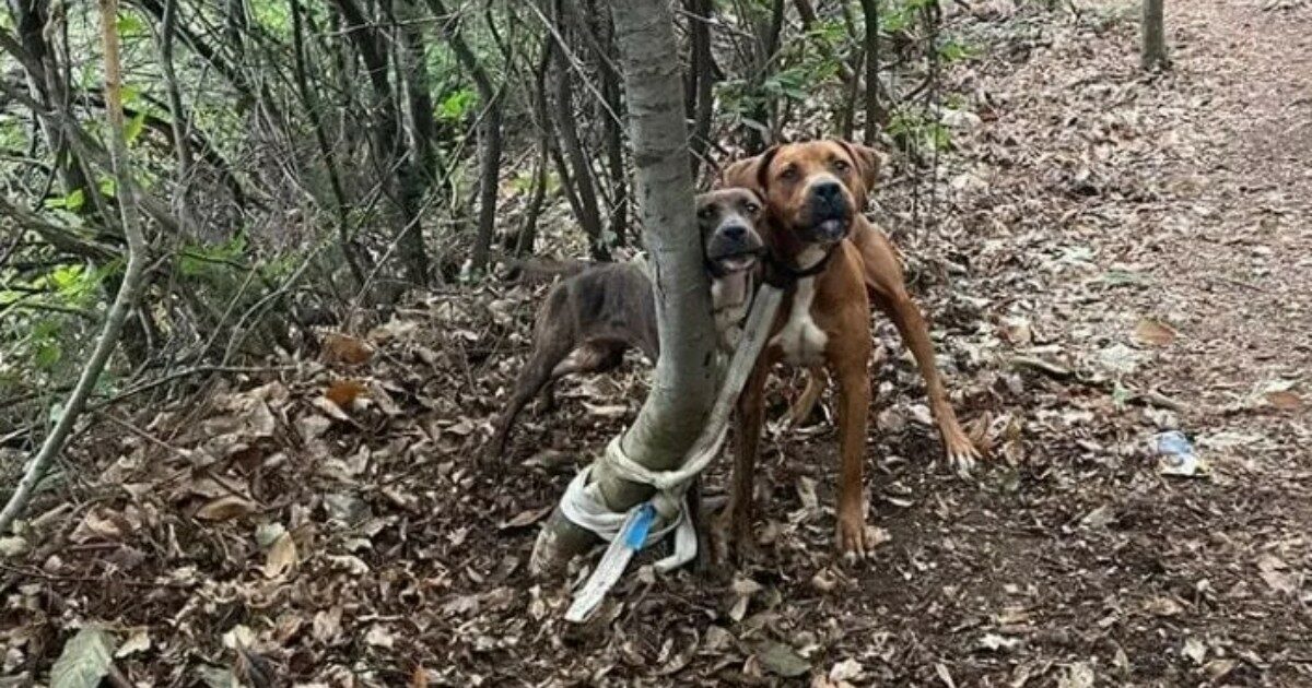 Coppia di cani abbandonati nel bosco e legati a un albero con una corda spessa. La rabbia dei volontari: “Viste due persone”