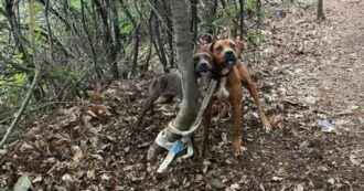 Copertina di Coppia di cani abbandonati nel bosco e legati a un albero con una corda spessa. La rabbia dei volontari: “Viste due persone”
