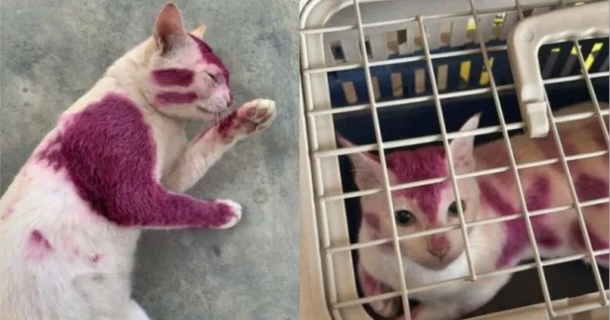 Gatto randagio viene verniciato con una vernice spray viola nel campus dell’università: una studentessa nota l’atto di crudeltà e lo salva