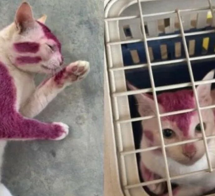 Gatto randagio viene verniciato con una vernice spray viola nel campus dell’università: una studentessa nota l’atto di crudeltà e lo salva