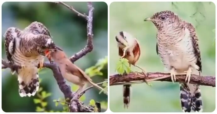 Piccoli uccelli nutrono quelli più grandi: il video emozionante è virale sui social ma la realtà è un’altra