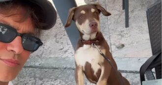 Copertina di Gabriel Garko salva un cane abbandonato in autostrada e se ne prende cura: il suo gesto commuove il web