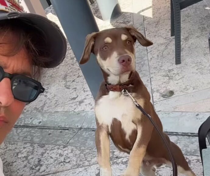 Gabriel Garko salva un cane abbandonato in autostrada e se ne prende cura: il suo gesto commuove il web